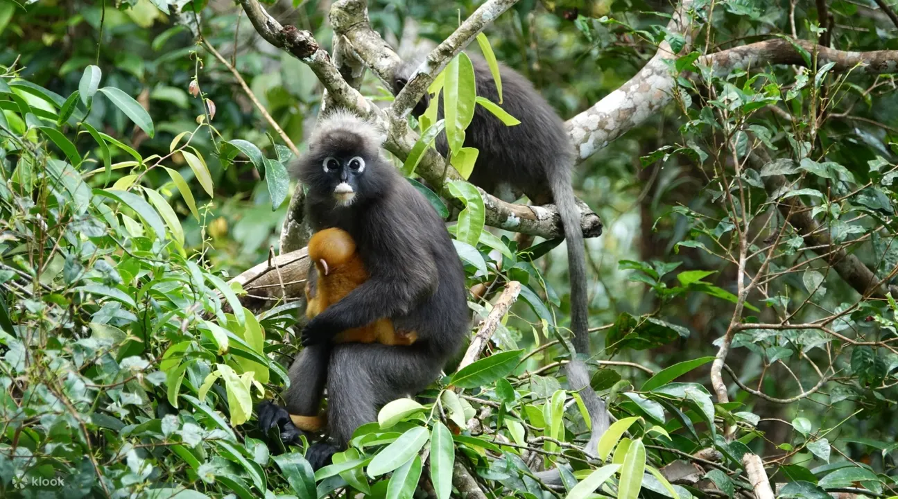 monkey in penang rainforest