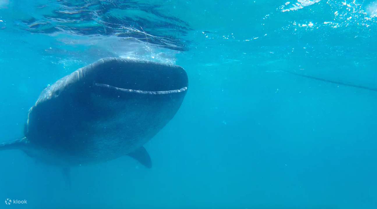 shared van transfers oslob cebu city mactan