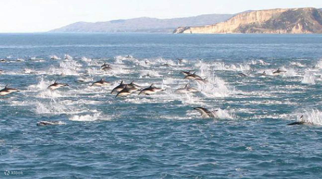 Dolphin Encounter New Zealand