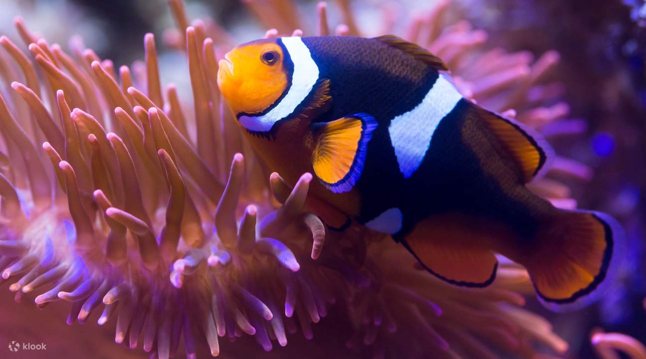 Cá hề tại Thủy cung Sea Life Munich