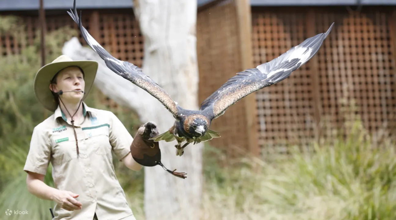 healesville bird show
