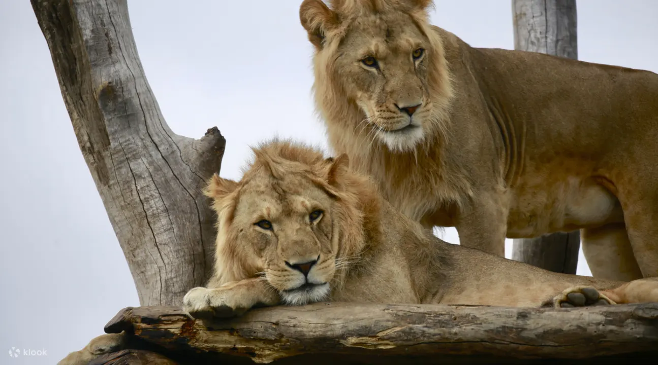 Melbourne Zoo Photos - melbourne zoo lions