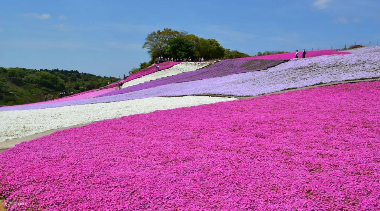 東京ドイツ村お花見 いちご狩り 三井アウトレットパーク木更津 日帰りツアーの予約 新宿発 Klook