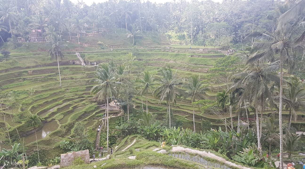 Ubud River Club, Waterfall Swing, and Tegalalang Rice Terrace Private ...