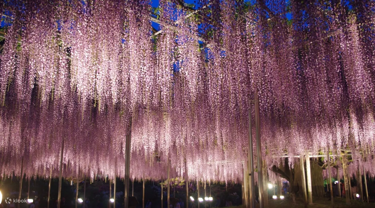 Hitachi Seaside Park Sano Premium Outlets And Ashikaga Flower Park Day Trip From Tokyo Klook