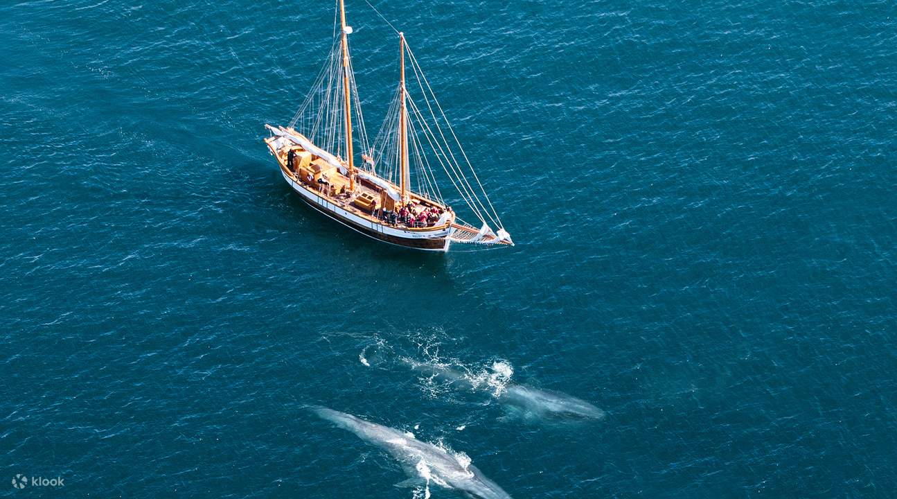 Húsavík Original Whale Watching & Sails