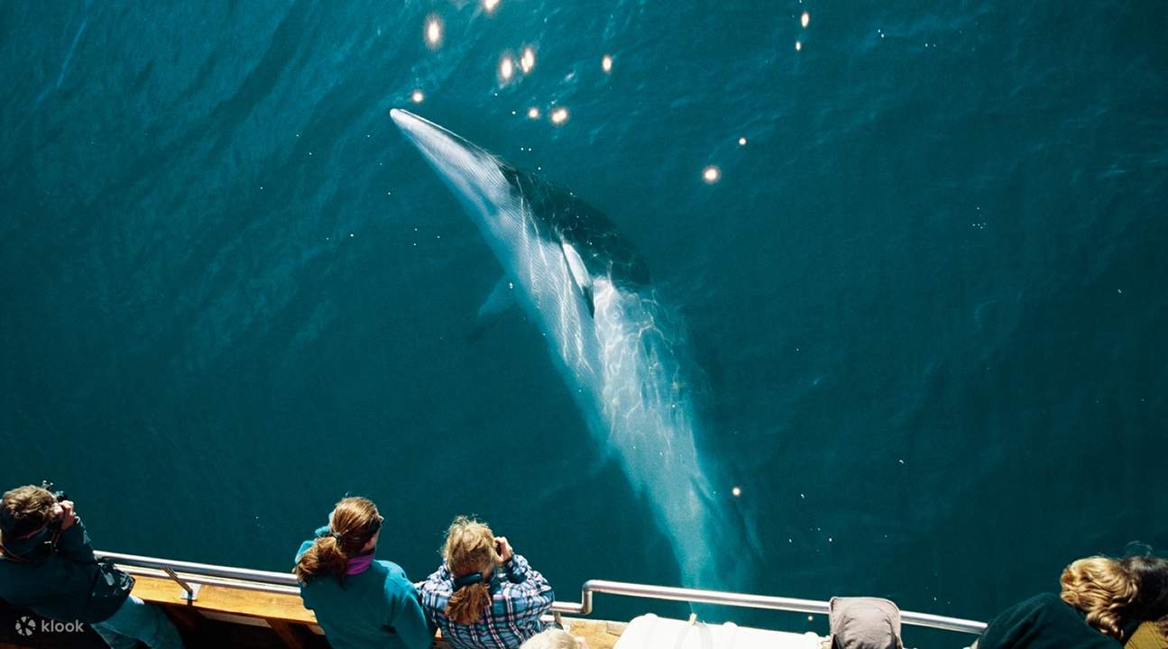 iceland whale watching