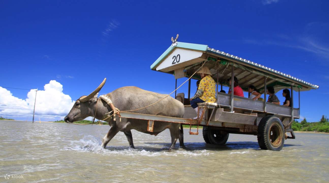 こんにちは🏝️ 先日、かわいい水牛の赤ちゃんが産れました