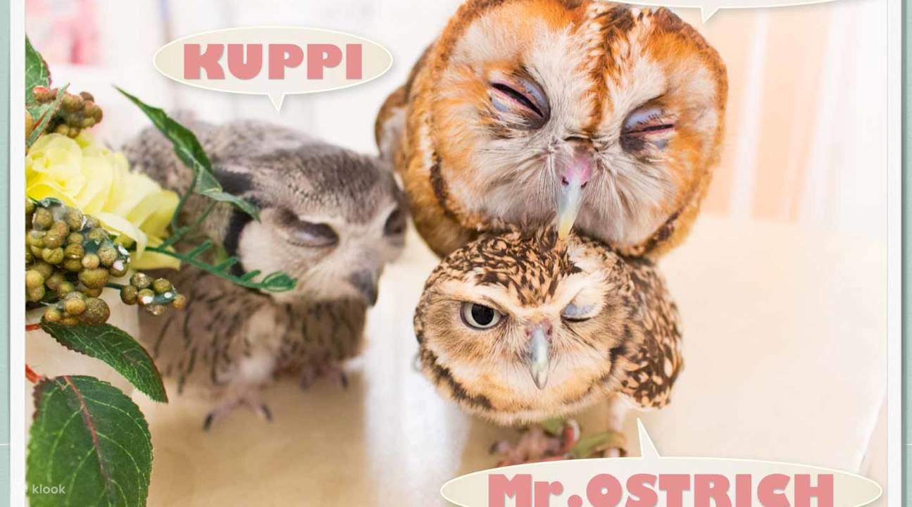hiboux à Owlcafe Akiba Fukurou