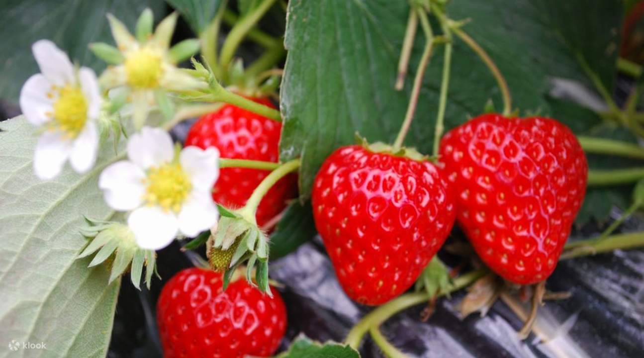 Tokyo German Village, Tateyama Strawberry Picking, and Mitsui Outlet