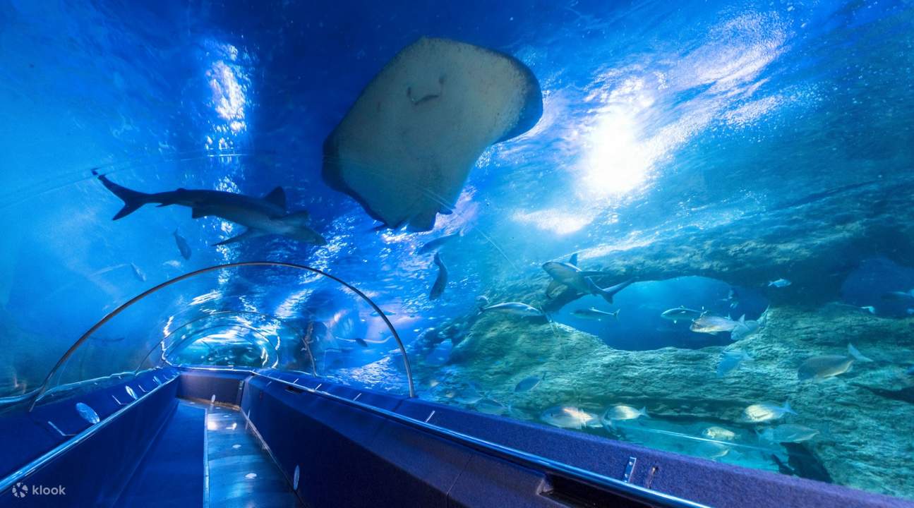 stingray seen at underwater tunnel of The Aquarium Of Western Australia
