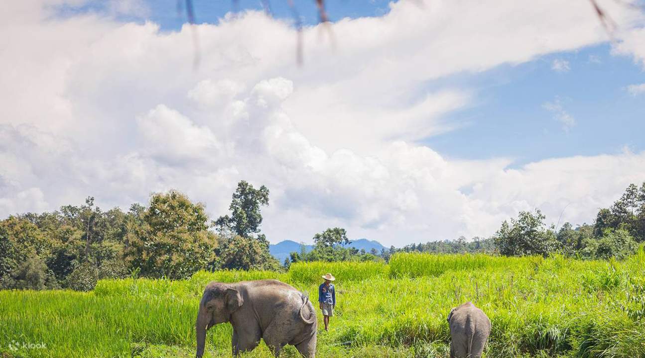 Thong Elephant Sanctuary Day Tour in Thailand Klook Estados Unidos