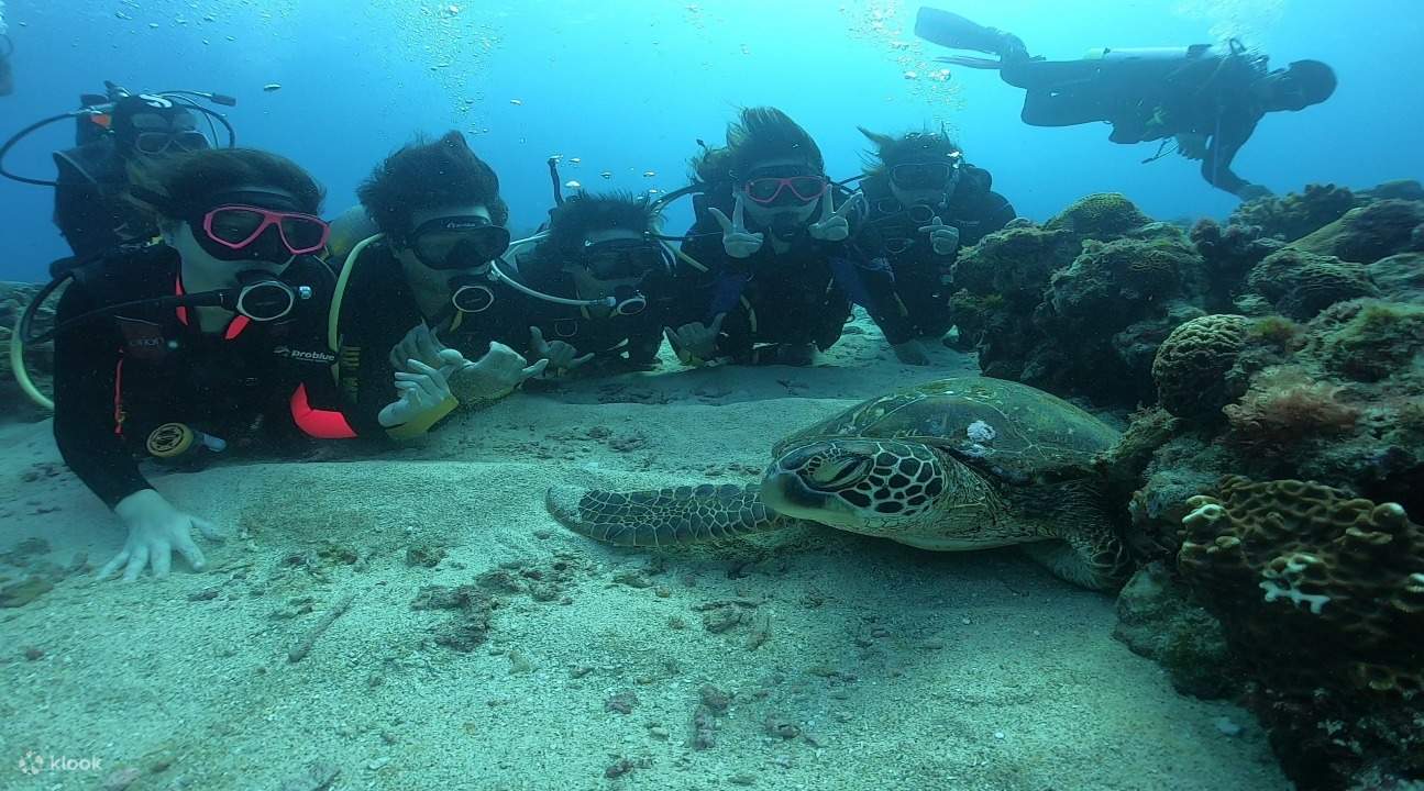 小琉球海龜