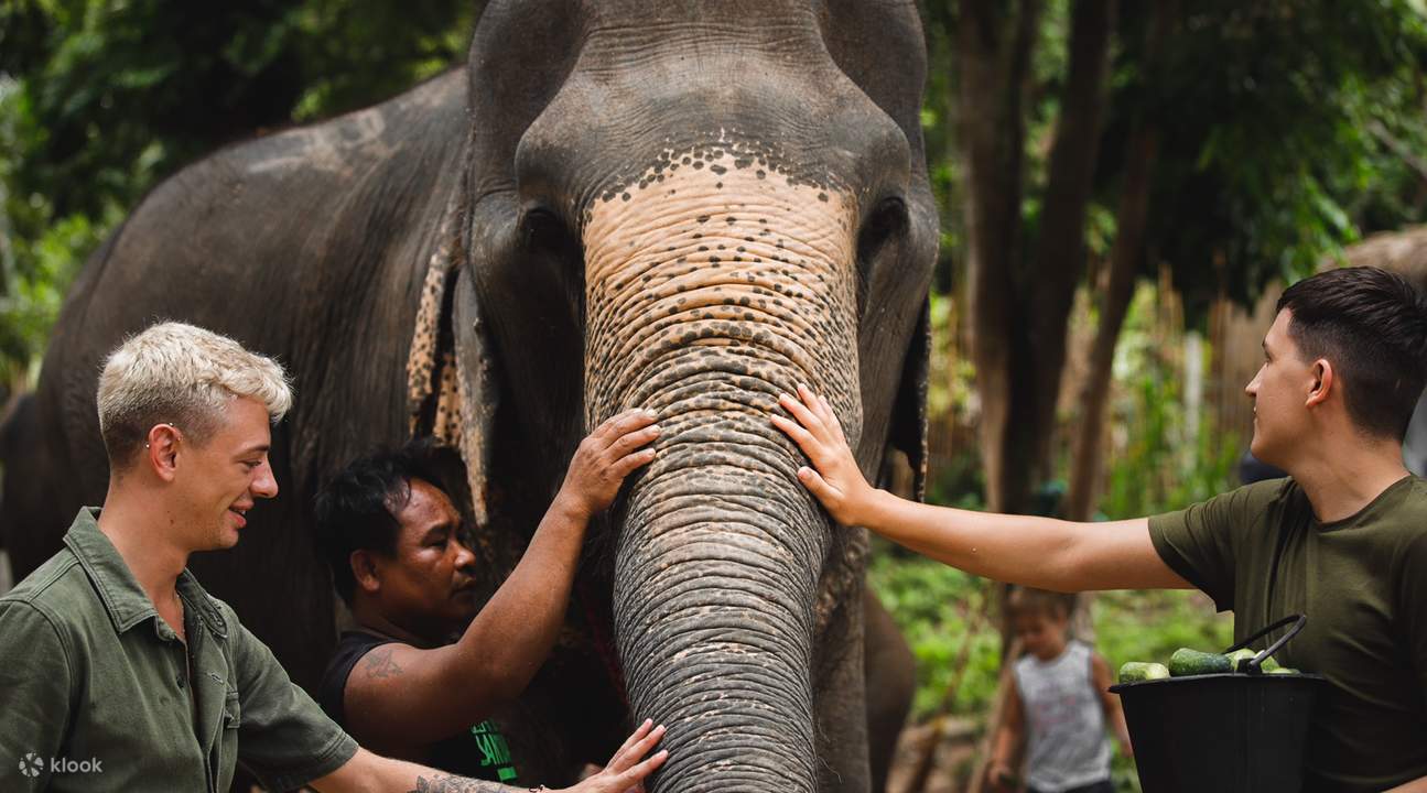 Turis membelai belalai gajah