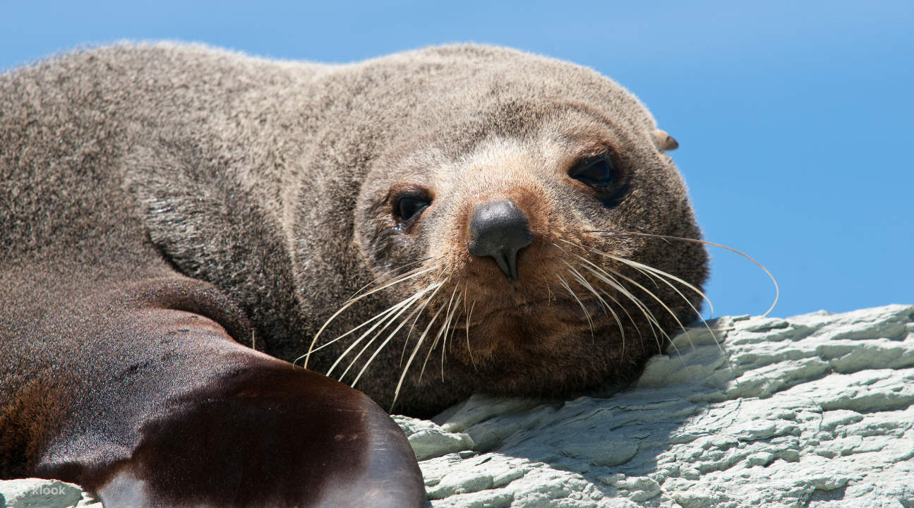 seals of Kangaroo Island
