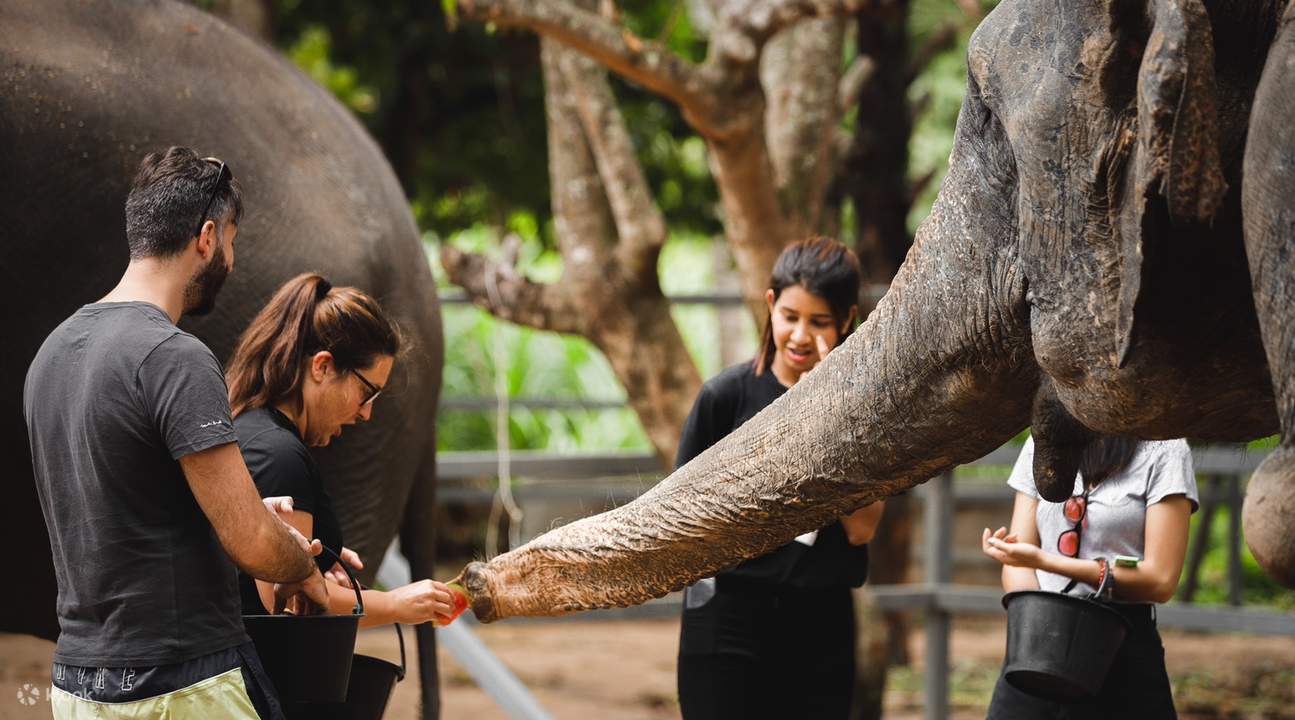 Un groupe de touristes nourrissant un éléphant