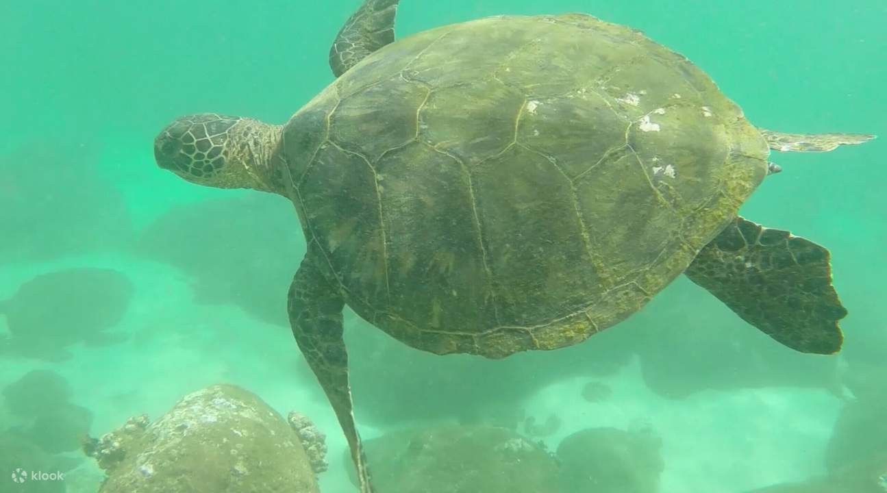 North Shore and Hanauma Bay Bus Tour in Oahu, Hawaii Klook