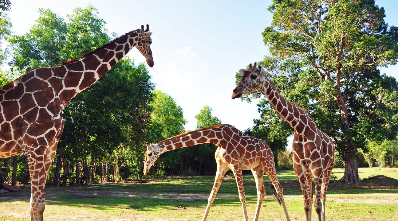 3 ekor zirafah di padang berumput dengan pepohon sebagai latar belakang