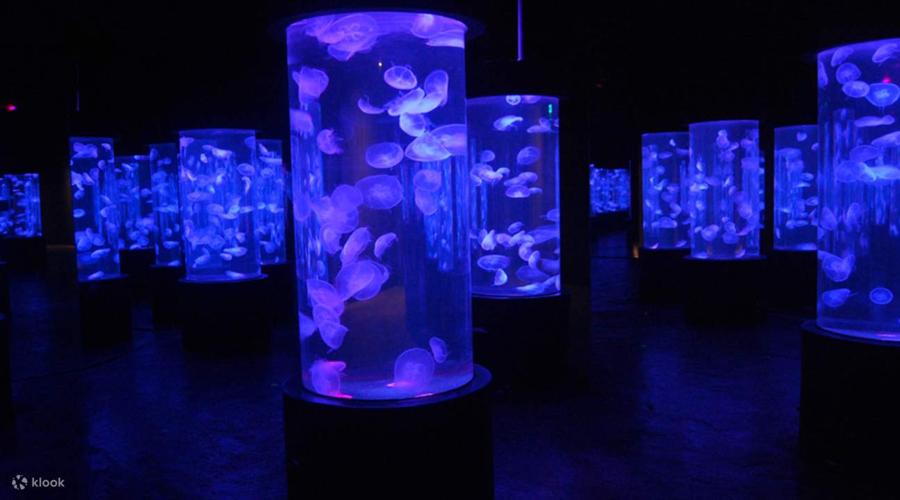 水母：舞動的精靈