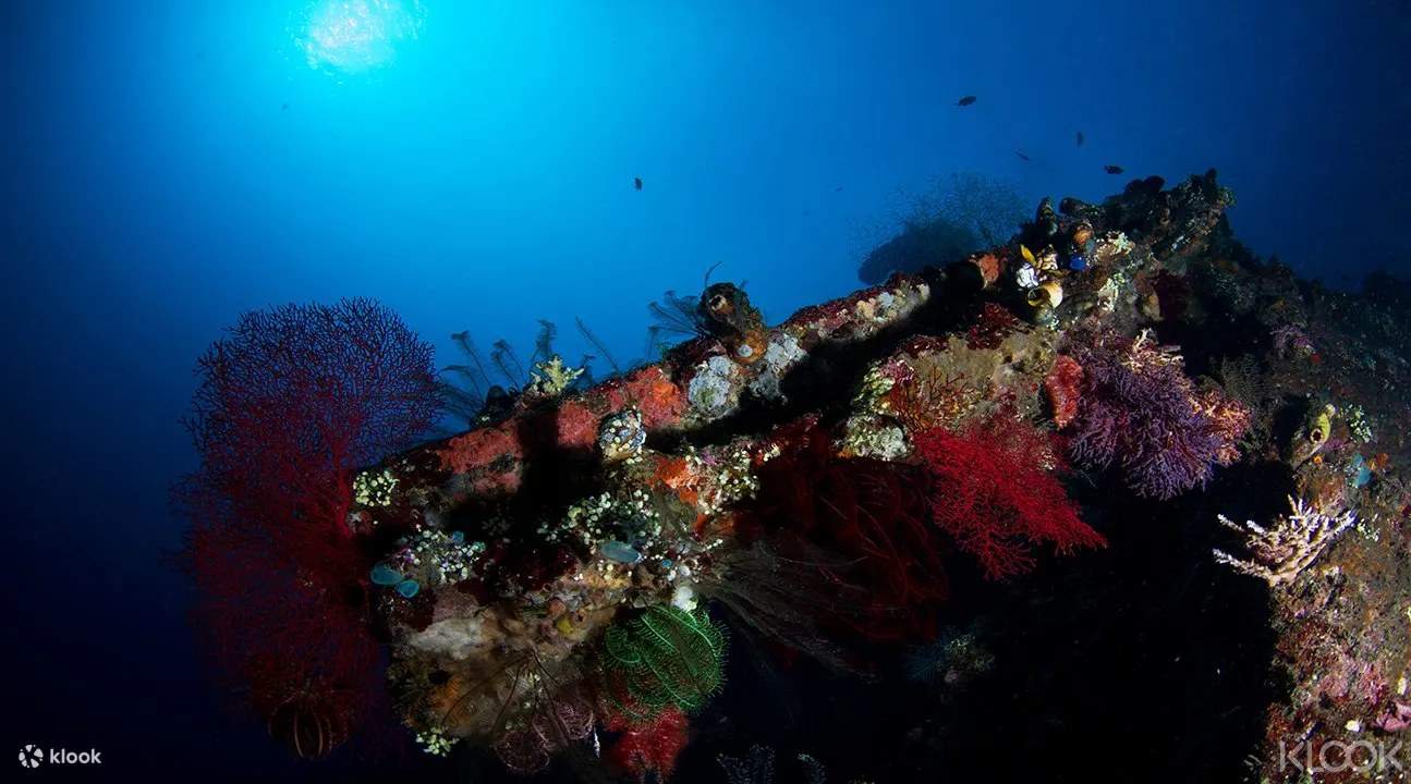 Khám phá sâu hơn những kỳ quan dưới nước của Bali với Khóa học Lặn Biển Nâng Cao (Advanced Open Water Diver Course), nơi bạn sẽ trau dồi kỹ năng và khám phá những bí mật của đại dương