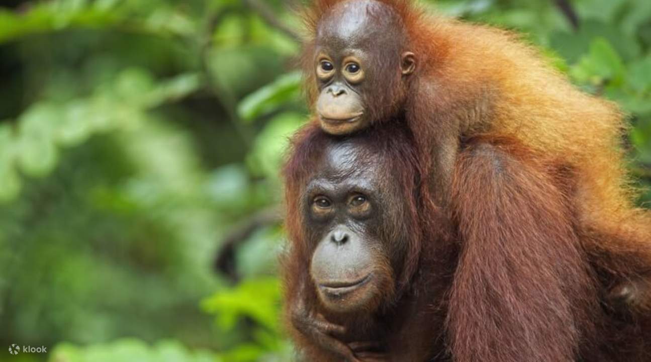 Sepilok Orangutan Rehabilitation Center Day Tour from Sandakan Klook