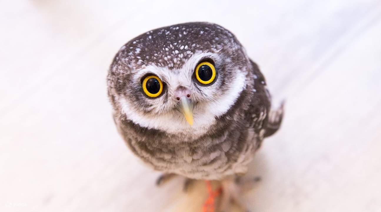 chouette de Owlcafe Akiba Fukurou
