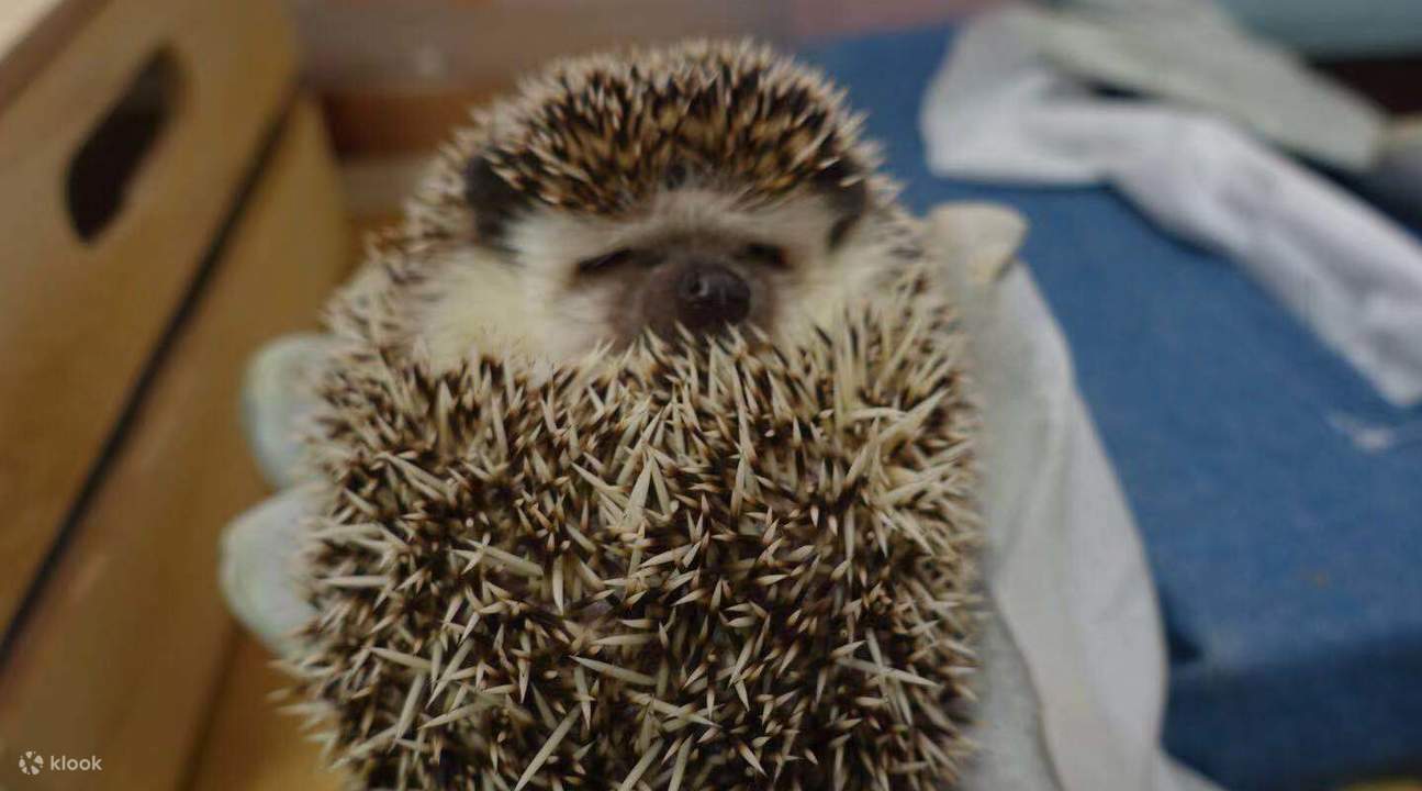 コツメイトどうぶつ広場 手の上のハリネズミ