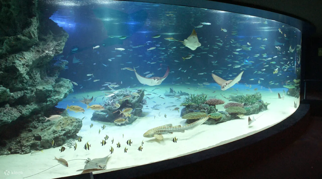 太阳城水族馆,阳光水族馆,东京阳光水族馆,东京阳光水族馆门票,阳光水族馆门票,阳光水族馆优惠票,东京景点,东京亲子景点,东京室内景点,东京水族馆