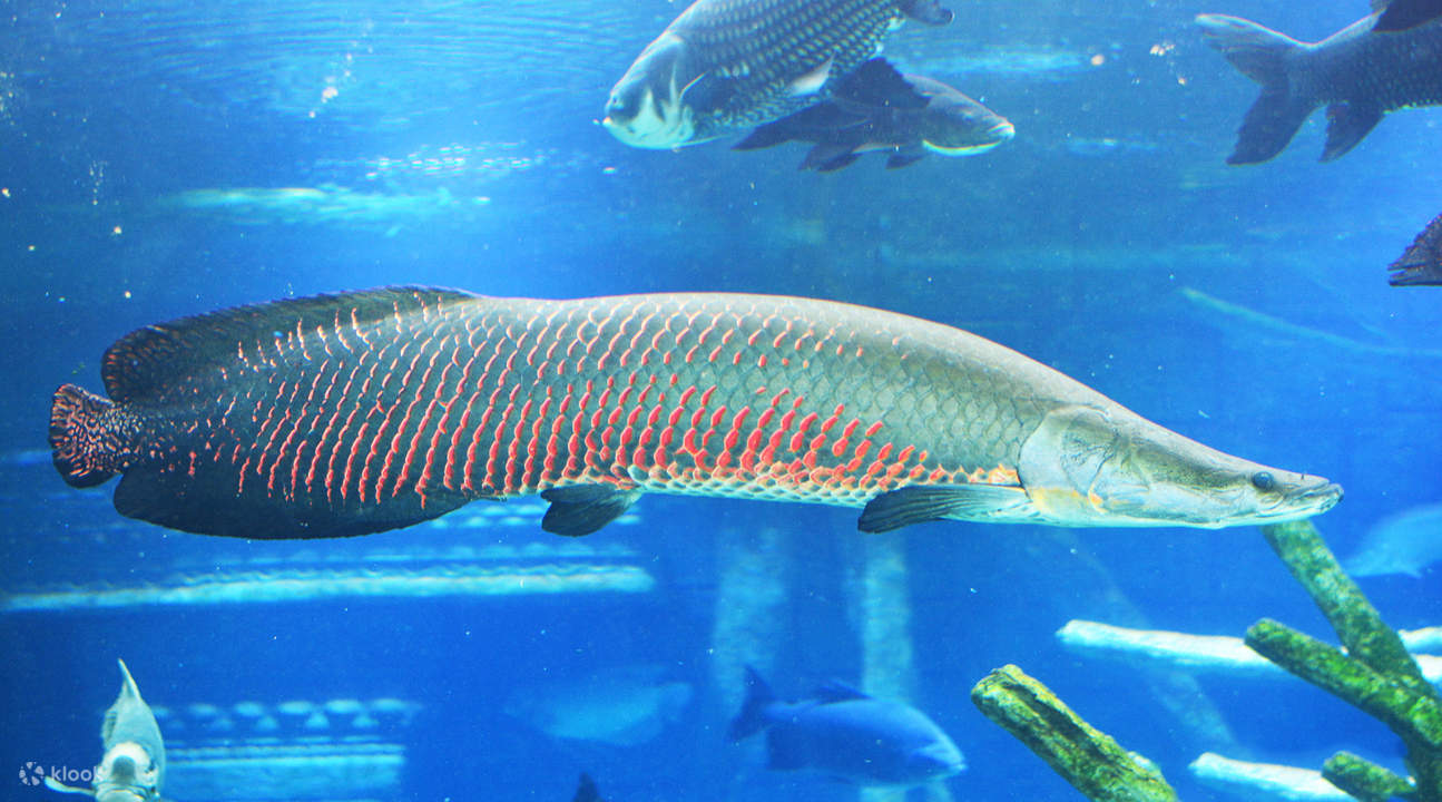 cá hải tượng Aquaria Phuket