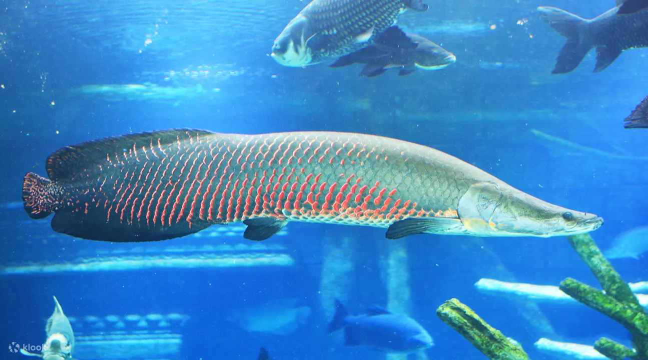 普吉岛海洋水族馆
