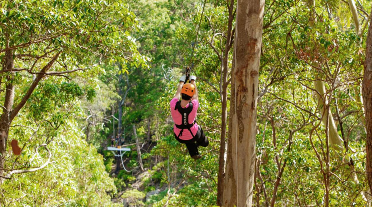 골드코스트 캐니언 플라이어 체험