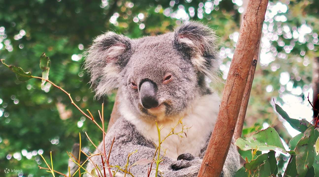 currumbin-sanctuary-koala-experience-in-gold-coast-with-photo-klook