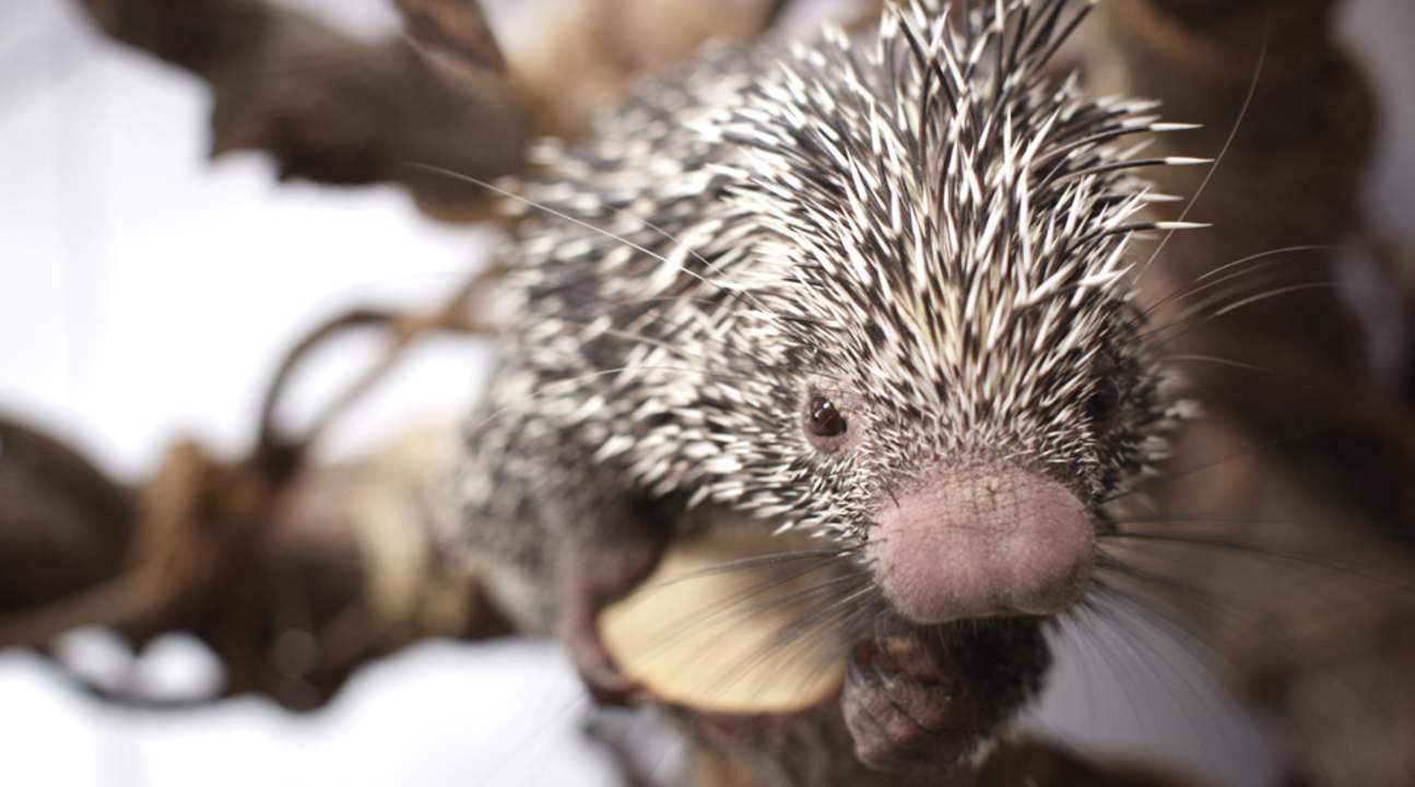 Dubai: The Green Planet