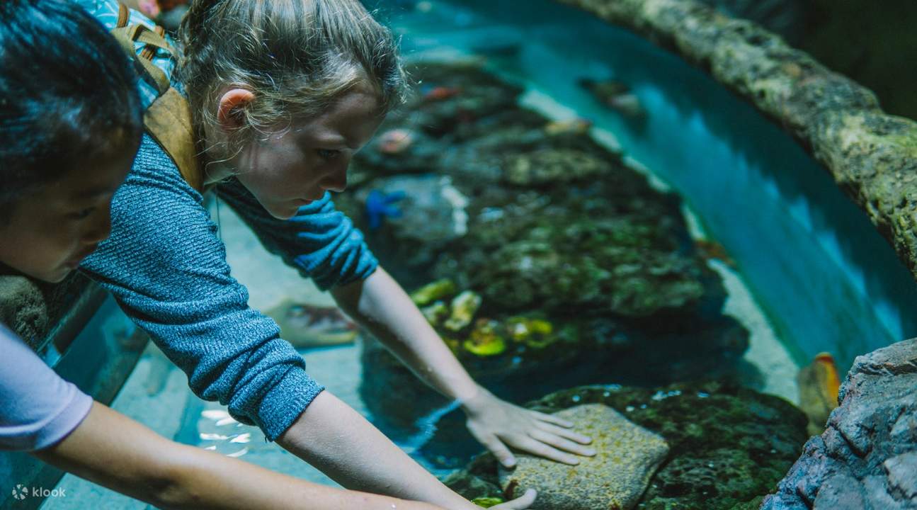 พิพิธภัณฑ์สัตว์น้ำแคนส์ - บ่อสัมผัส พิพิธภัณฑ์สัตว์น้ำแคนส์