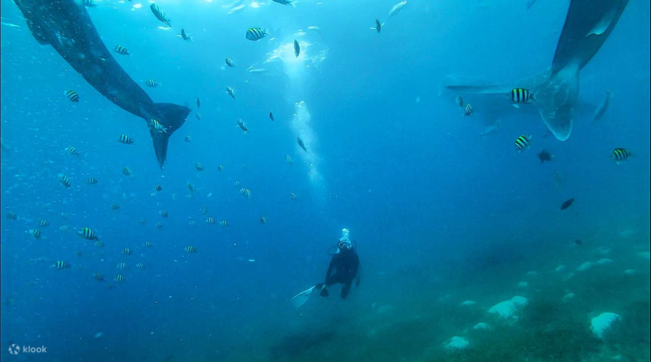 *Snorkeling* Melihat Ikan Yu Paus Oslob