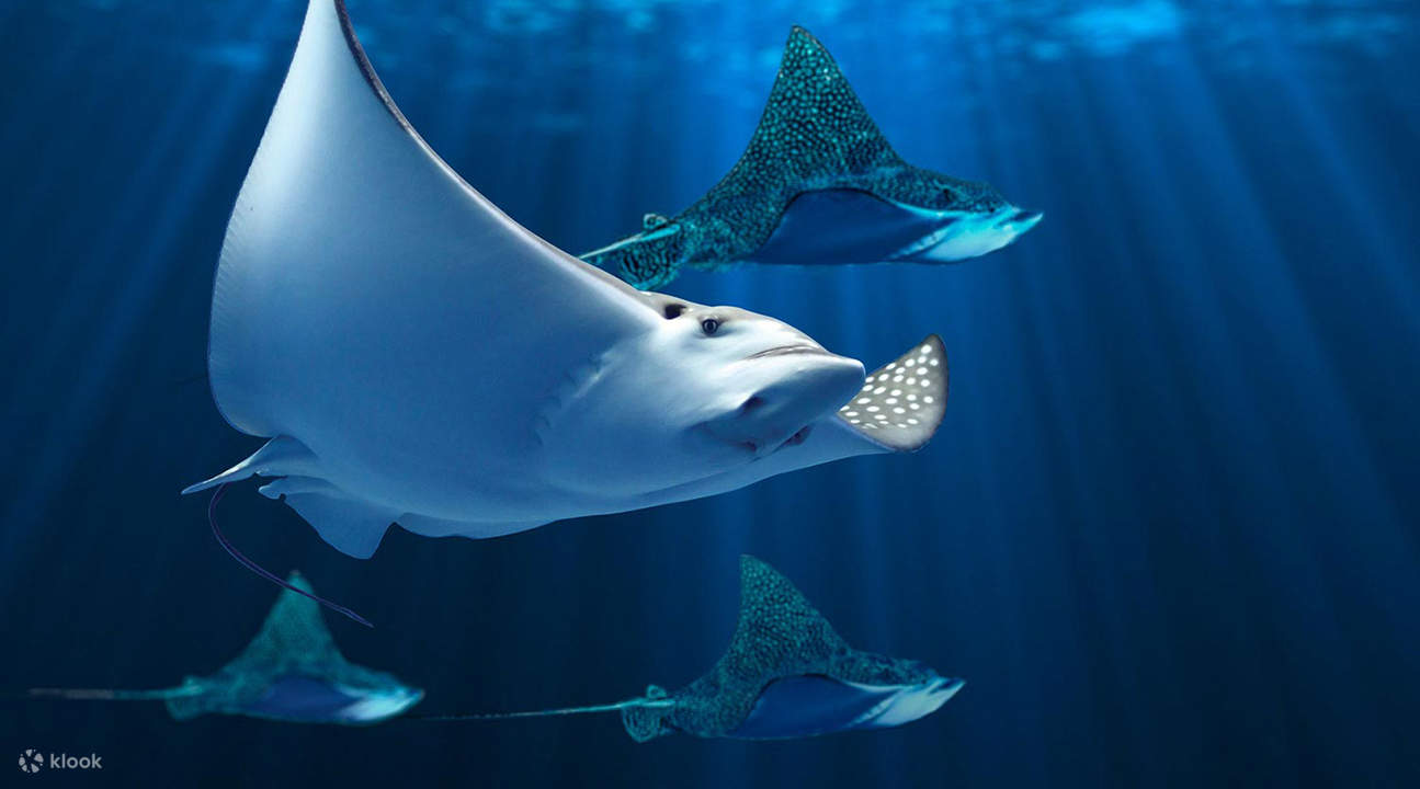 水族馆中的蝠鲼