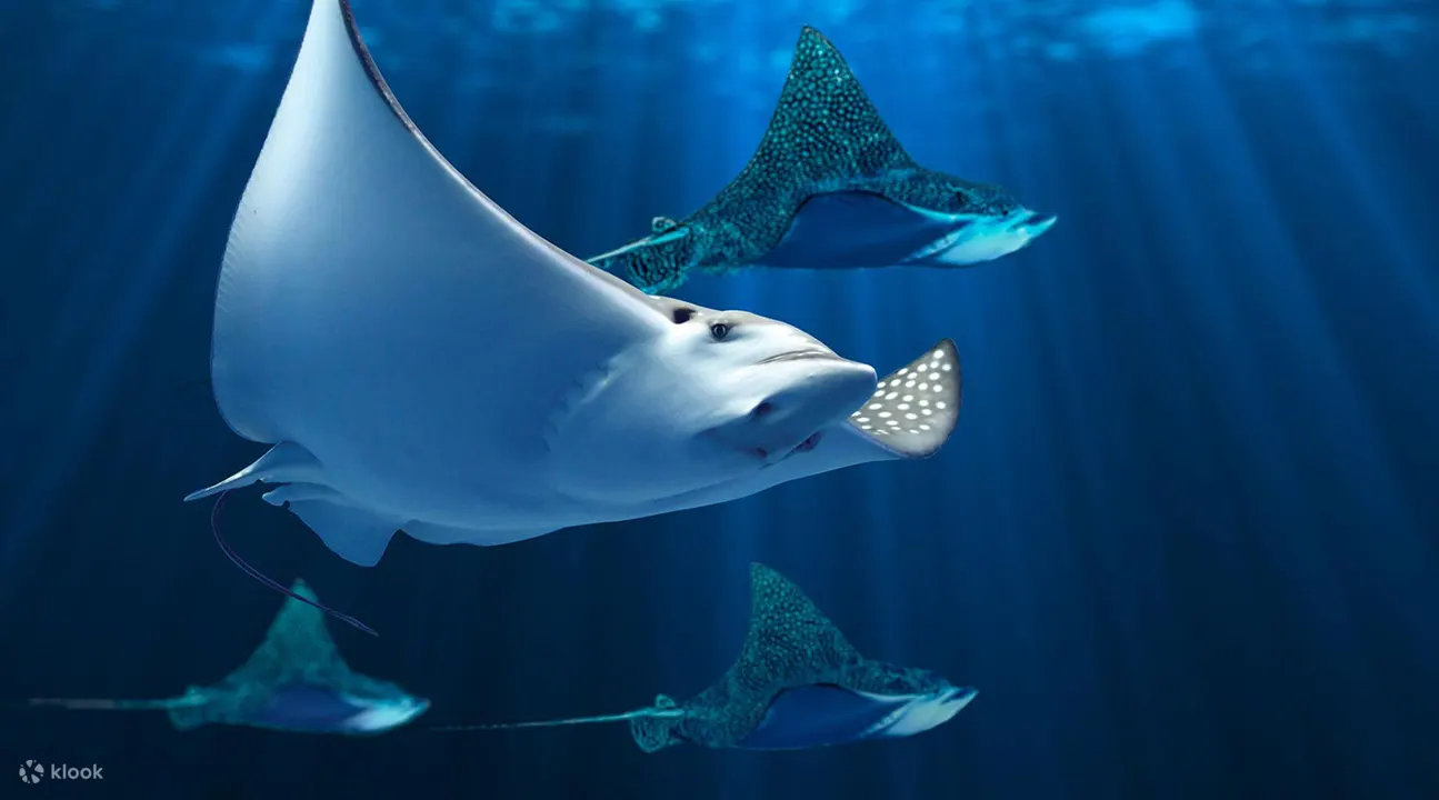 水族馆中的蝠鲼