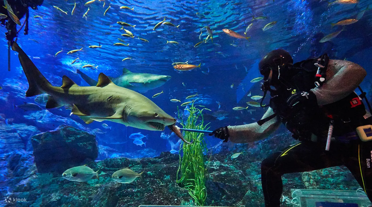釜山鲨鱼喂食秀 (shark feeding show busan)