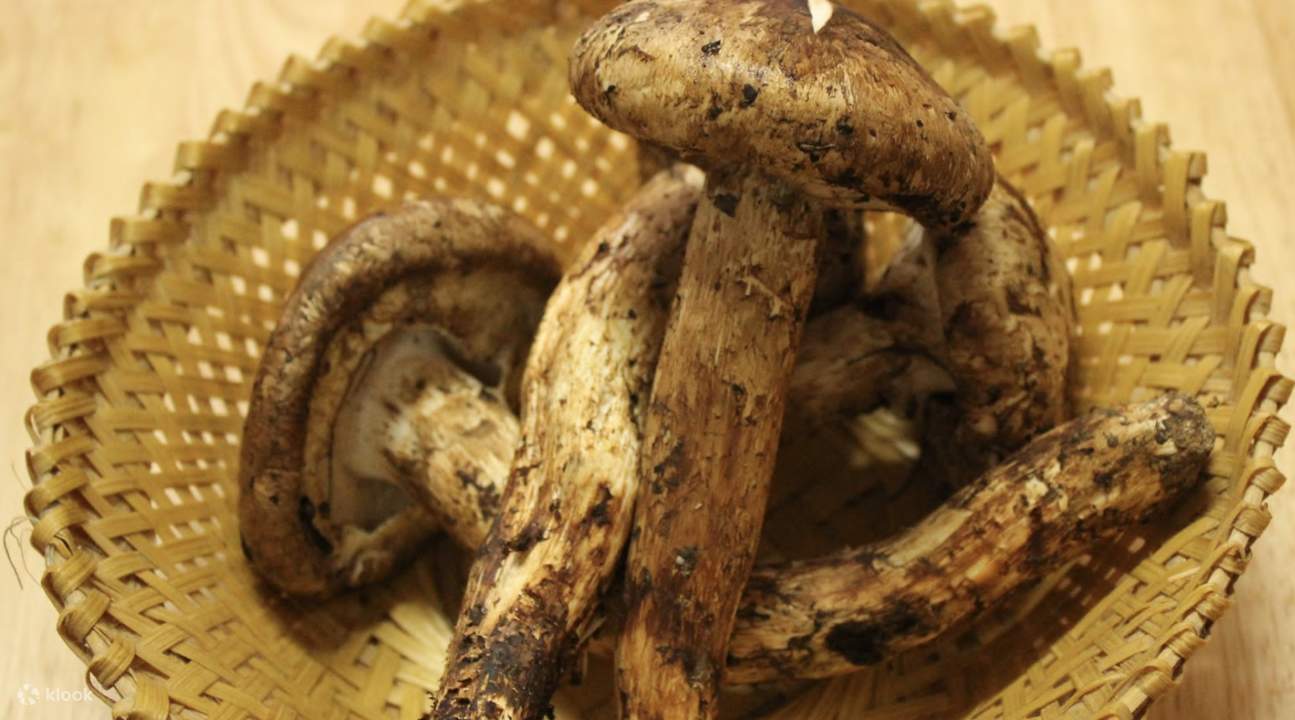 8D7N Private Matsutake Mushroom Festival in Thimphu with Paro Airport