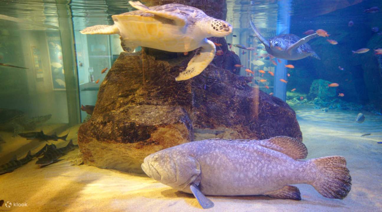 thủy cung kujukushima nagasaki