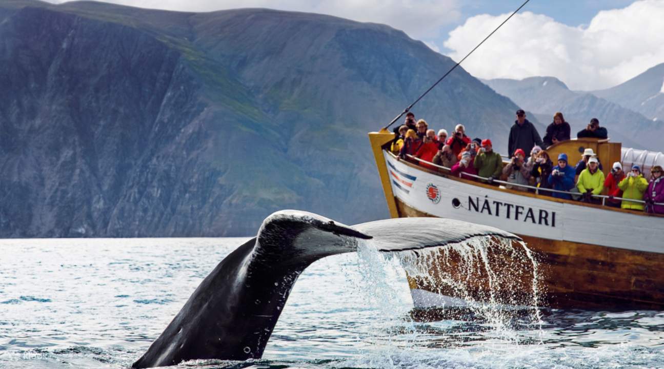 whales in iceland