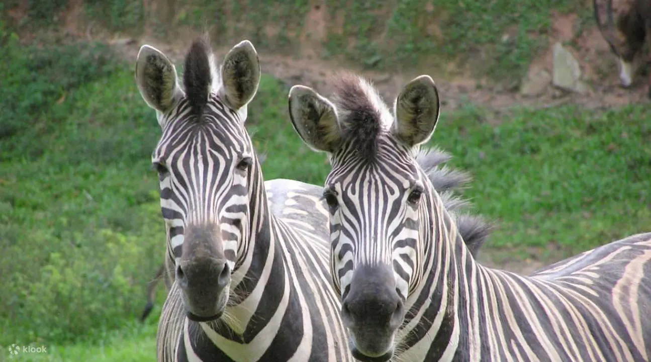 Zoo Negara 马来西亚国家动物园
