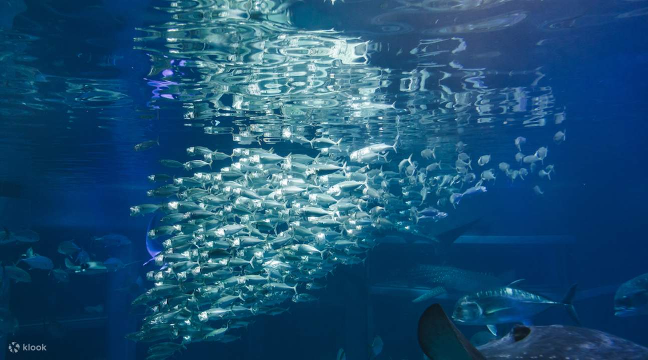 巨型水族館中魚群