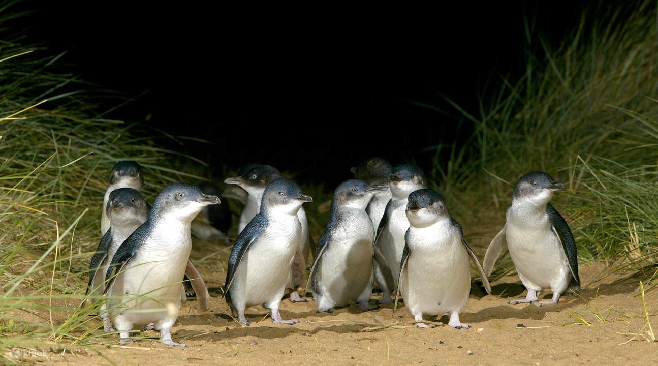 Melbourne penguin parade