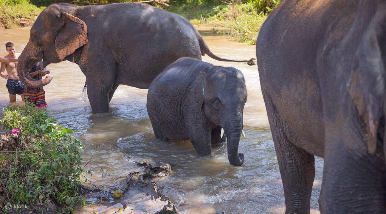Thong Elephant Sanctuary Day Tour in Thailand Klook United Kingdom