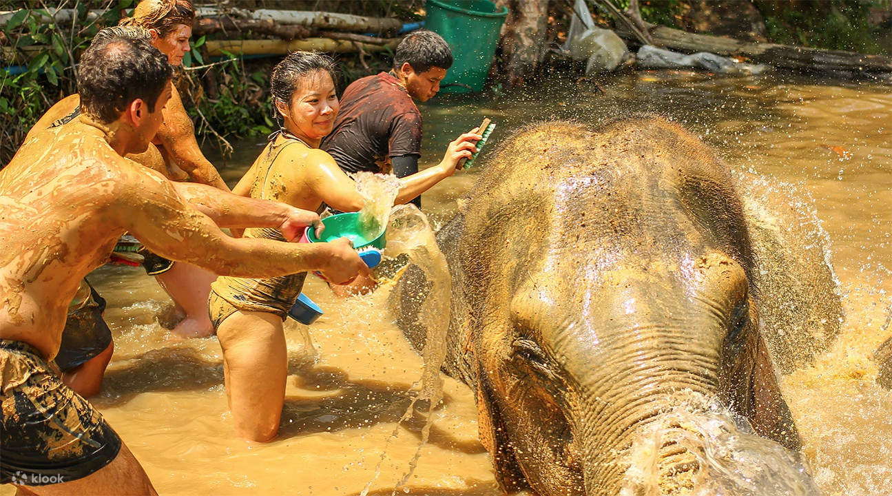 普吉岛大象丛林保护区 (elephant jungle sanctuary phuket thailand)