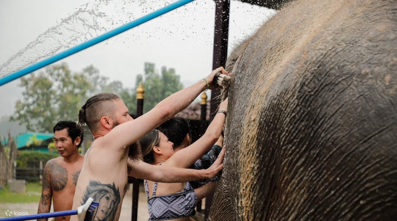 Wisatawan menyikat punggung gajah