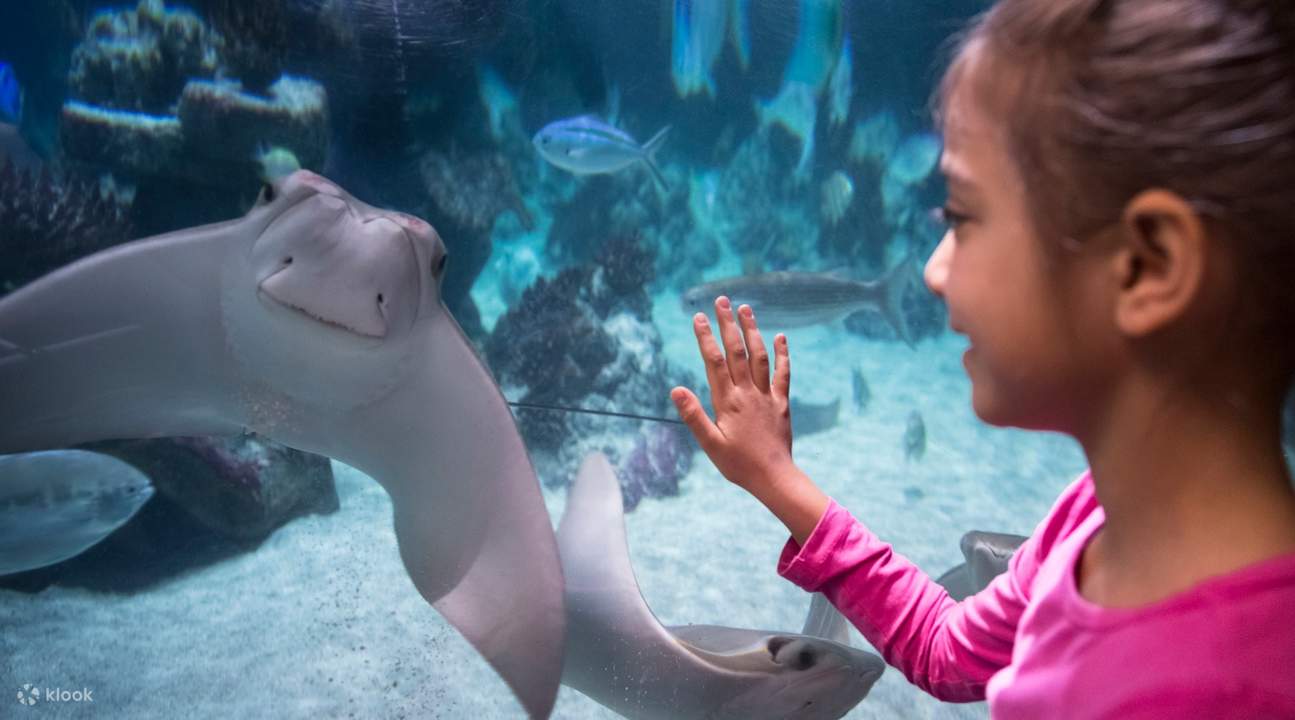 Fille regardant une raie à Sea Life Munich
