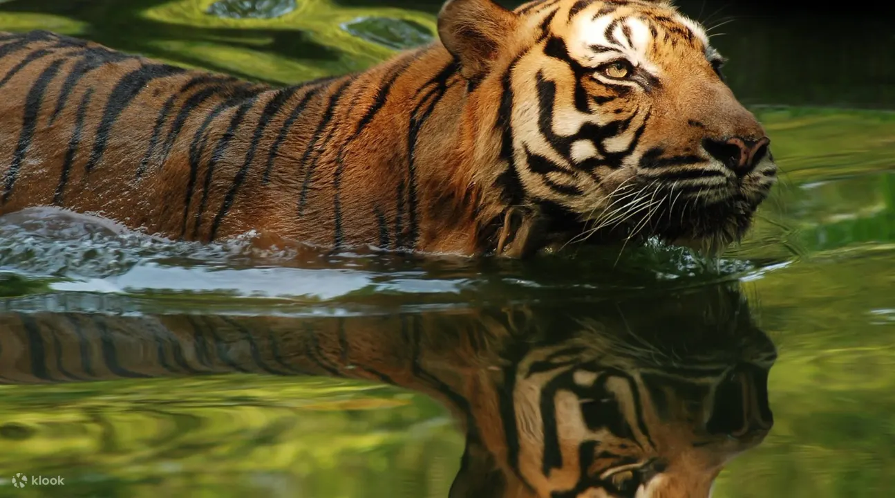 Zoo Negara Ticket (National Zoo of Malaysia) - Klook India