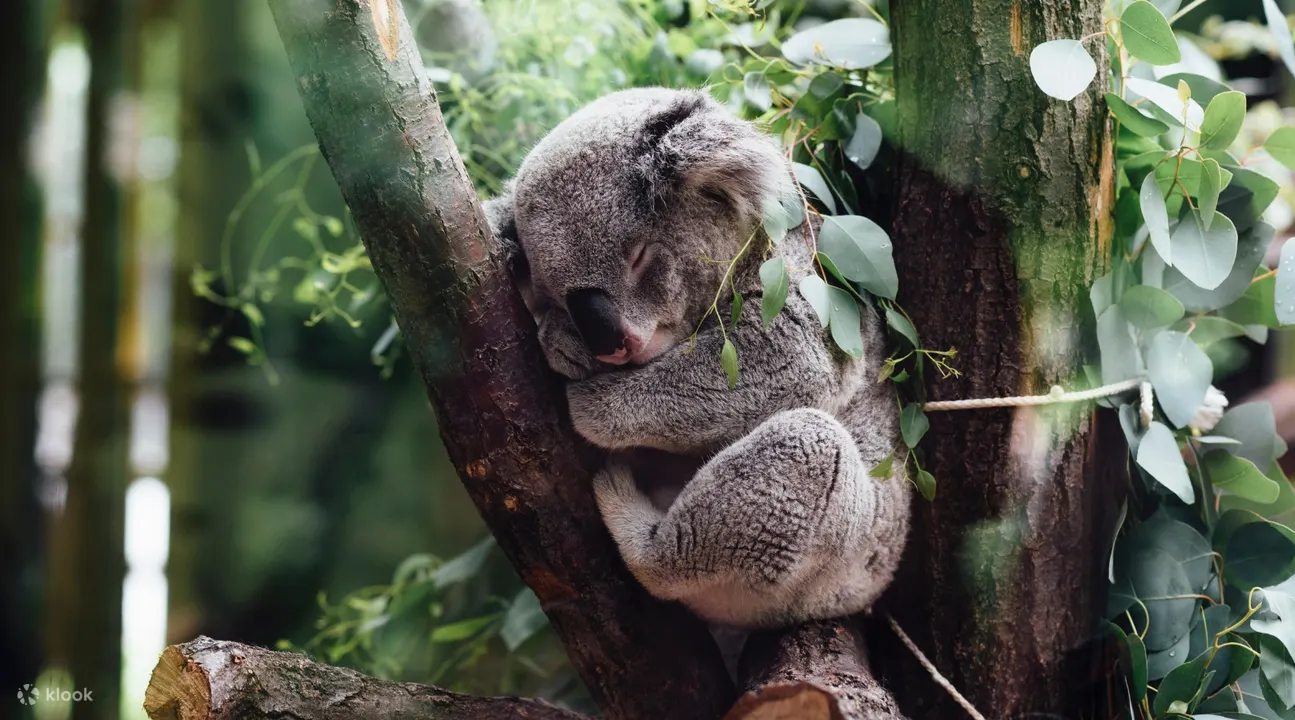 koala